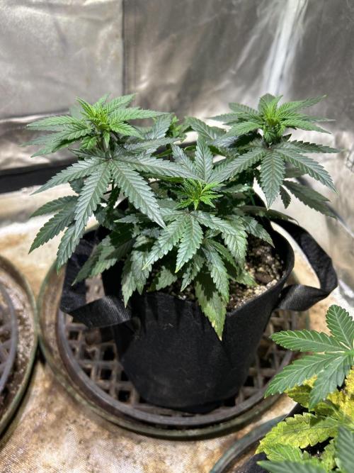 Kannabia - Apple Fritter. Week 9