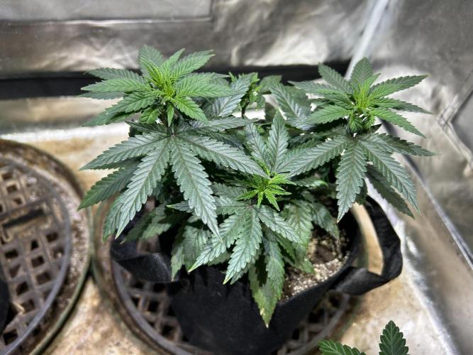 Kannabia - Apple Fritter. Week 9