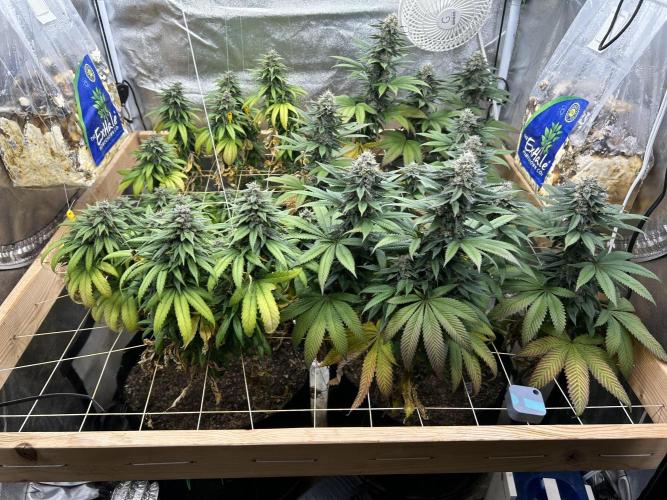 OSS - Trop Cherry. Week 20 - 11/1/25