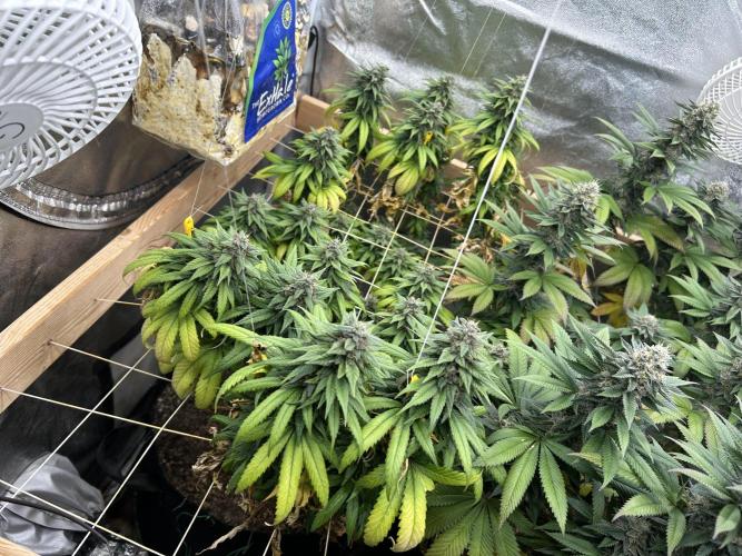 OSS - Trop Cherry. Week 20