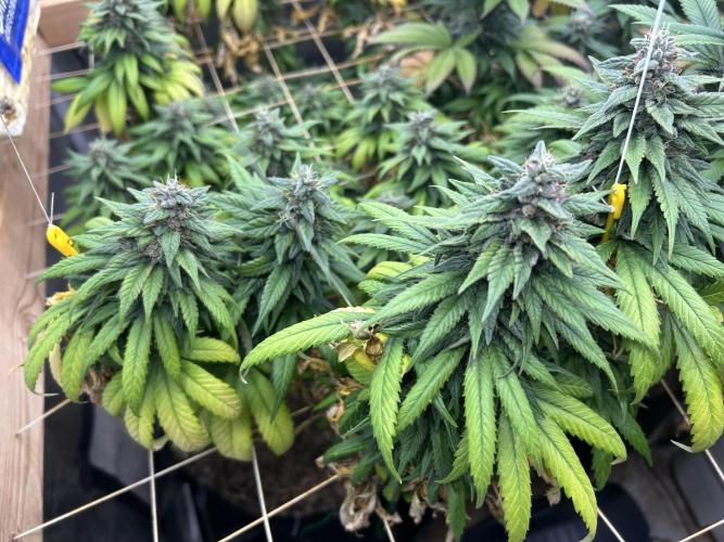 OSS - Trop Cherry. Week 20