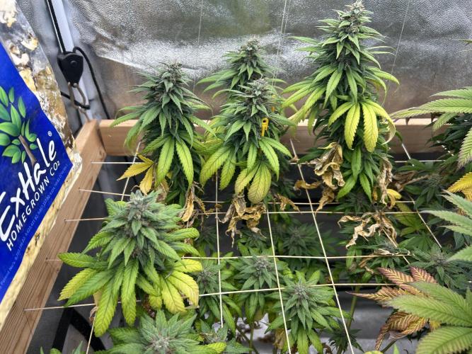 OSS - Trop Cherry. Week 20