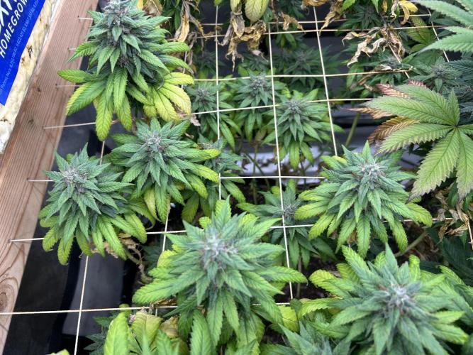 OSS - Trop Cherry. Week 20