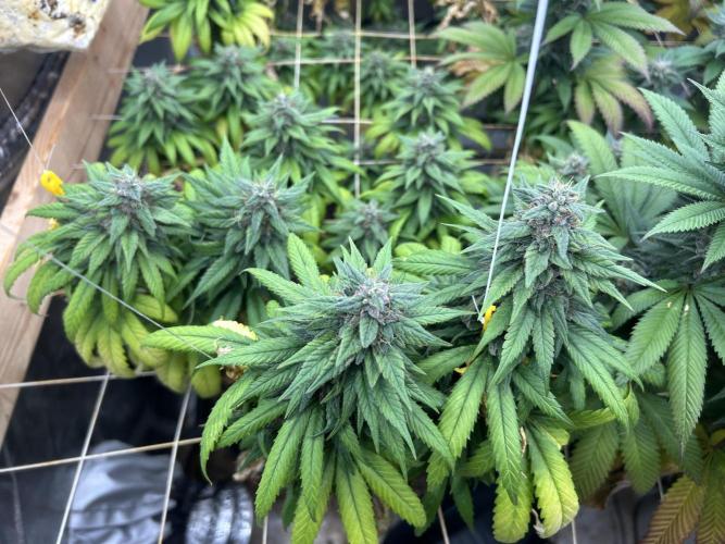 OSS - Trop Cherry. Week 20