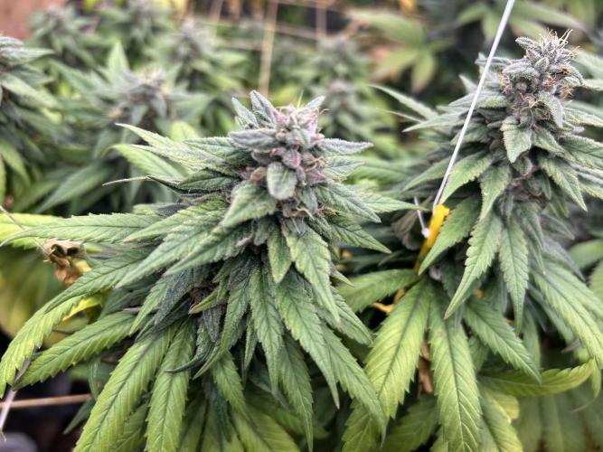 OSS - Trop Cherry. Week 20