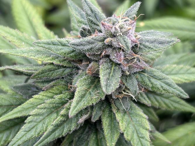 OSS - Trop Cherry. Week 20