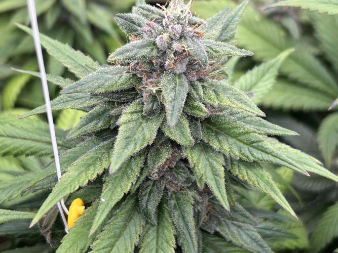 OSS - Trop Cherry. Week 20