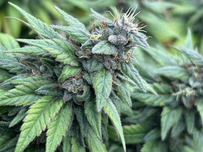 OSS - Trop Cherry. Week 20