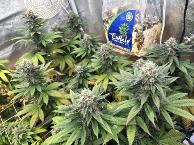 OSS - Blue Zushi. Week 20