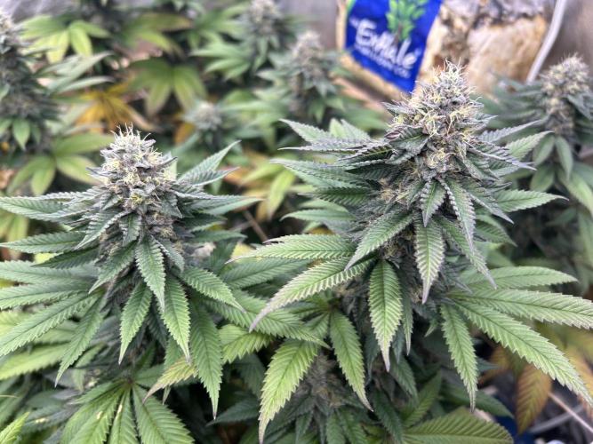 OSS - Blue Zushi. Week 20