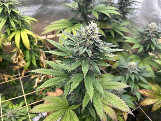 OSS - Blue Zushi. Week 20