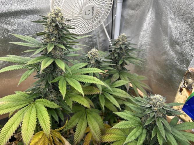 OSS - Blue Zushi. Week 20