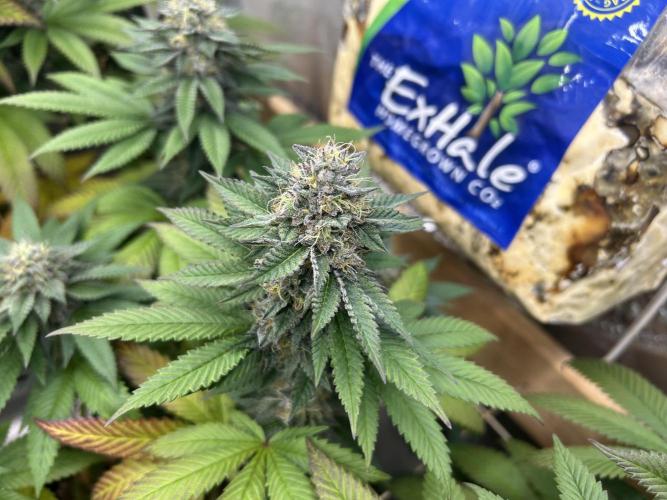 OSS - Blue Zushi. Week 20