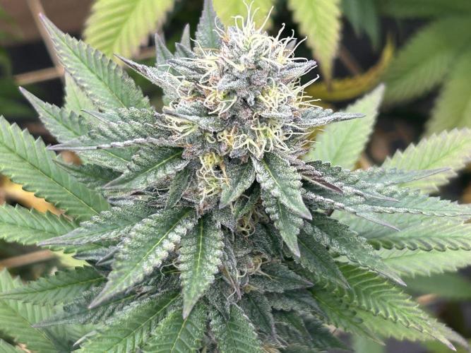 OSS - Blue Zushi. Week 20