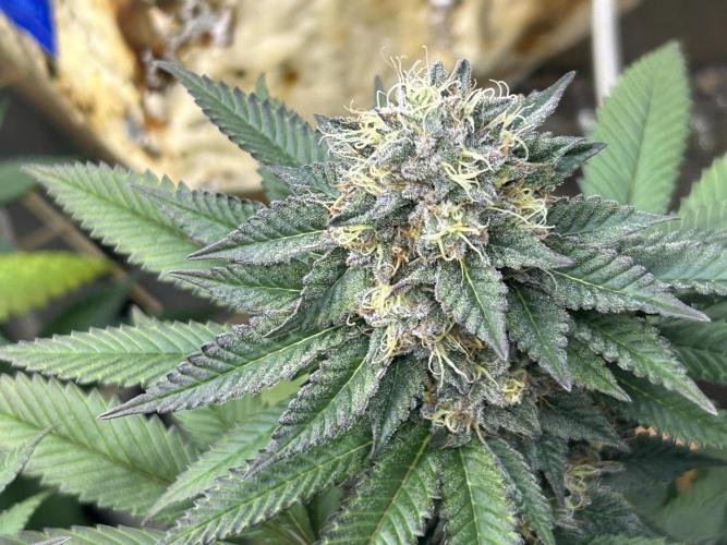 OSS - Blue Zushi. Week 20