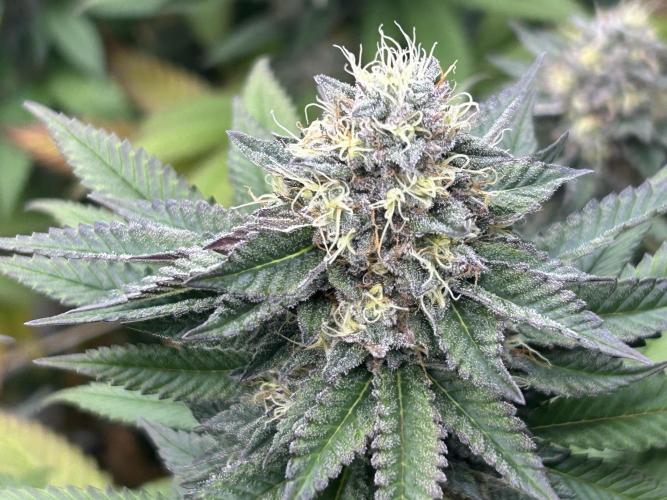 OSS - Blue Zushi. Week 20