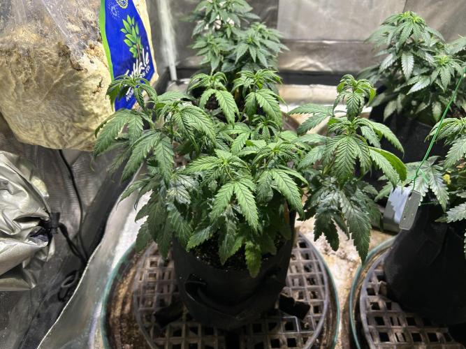 OSS - Do-Si-Dos OG. Week 10 - 11/8/25