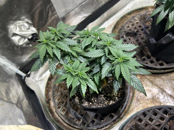 OSS - Sherbet Moonrocks. Week 10 - 11/8/25