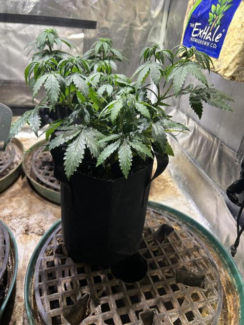 Kannabia - Pink Gelato. Week 10
