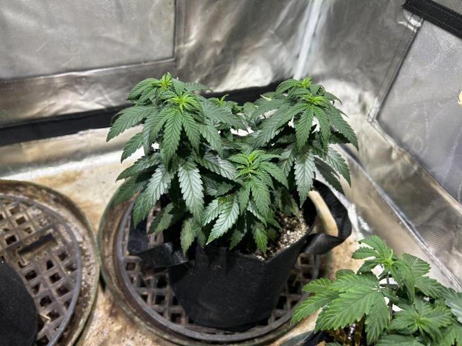 Kannabia - Apple Fritter. Week 10 - 11/8/25