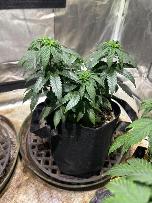 Kannabia - Apple Fritter. Week 10