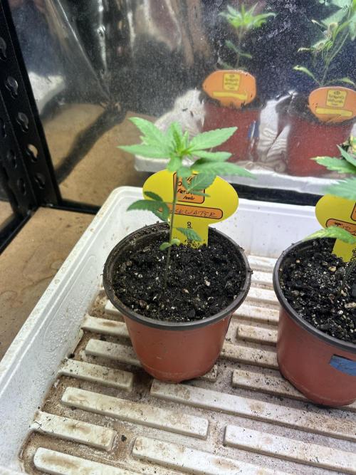 OSS - Blackwater. Week 3 - 11/8/25