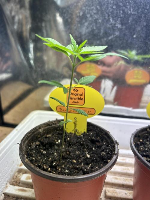 OSS - Blackwater. Week 3