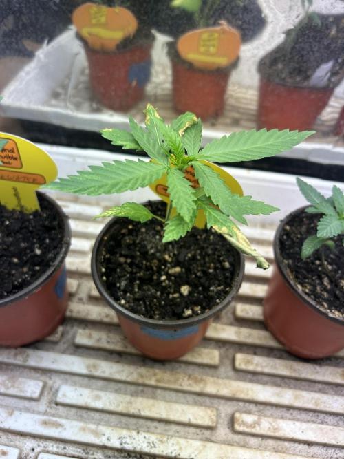 OSS - Tiramisu. Week 3 - 11/8/25