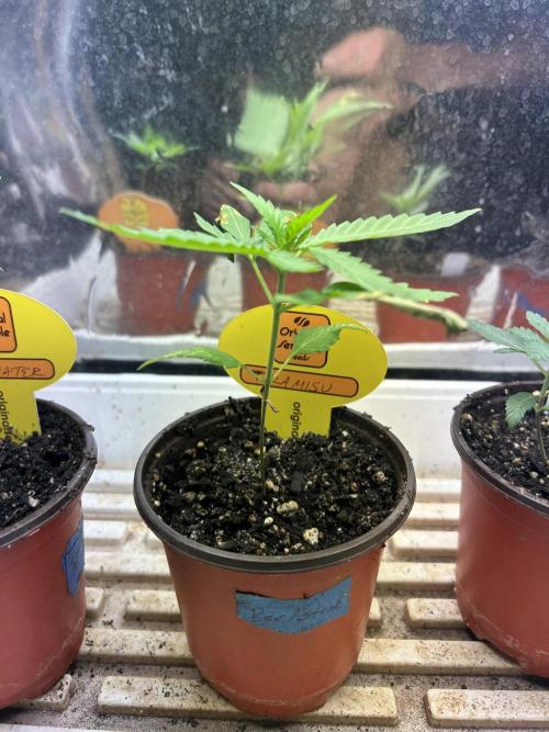 OSS - Tiramisu. Week 3