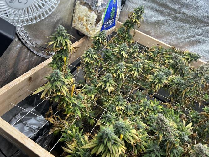 Kannabia - Rainbow Sherbet #11. Week 21