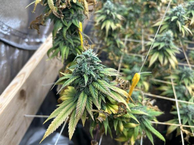 Kannabia - Rainbow Sherbet #11. Week 21