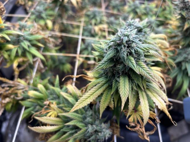 Kannabia - Rainbow Sherbet #11. Week 21