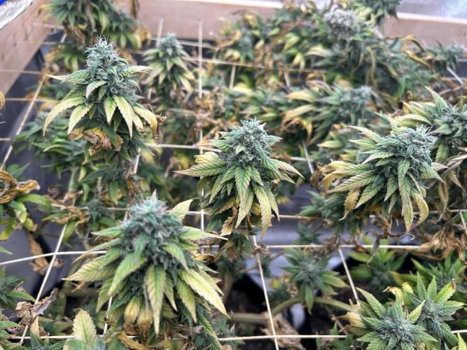 Kannabia - Rainbow Sherbet #11. Week 21