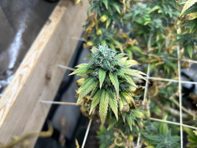 Kannabia - Rainbow Sherbet #11. Week 21