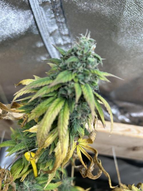 Kannabia - Rainbow Sherbet #11. Week 21