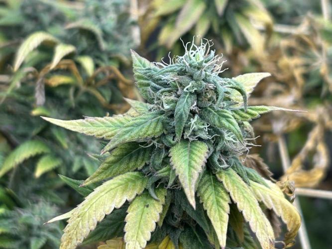 Kannabia - Rainbow Sherbet #11. Week 21