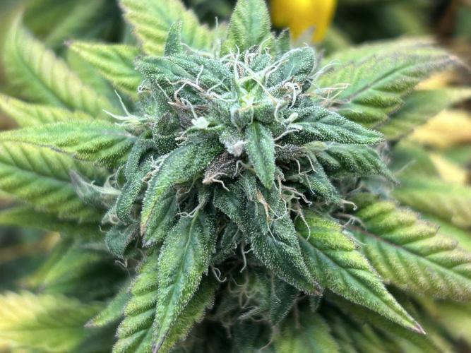 Kannabia - Rainbow Sherbet #11. Week 21