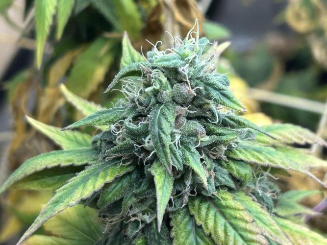 Kannabia - Rainbow Sherbet #11. Week 21