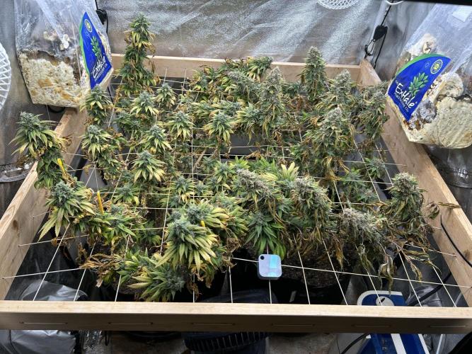 Kannabia - Oreoz USA. Week 21 - 11/8/25