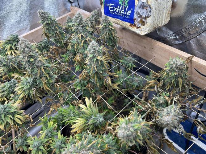 Kannabia - Oreoz USA. Week 21