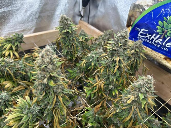 Kannabia - Oreoz USA. Week 21