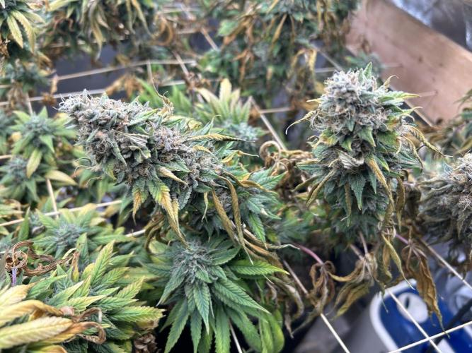 Kannabia - Oreoz USA. Week 21