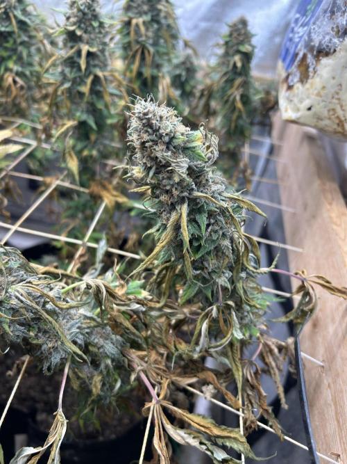 Kannabia - Oreoz USA. Week 21