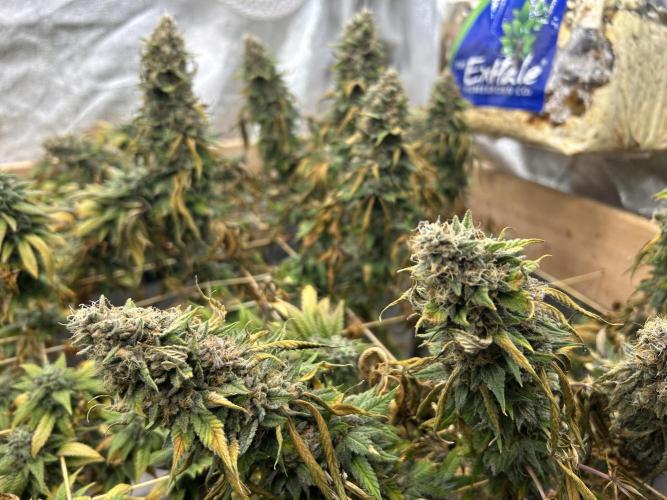 Kannabia - Oreoz USA. Week 21