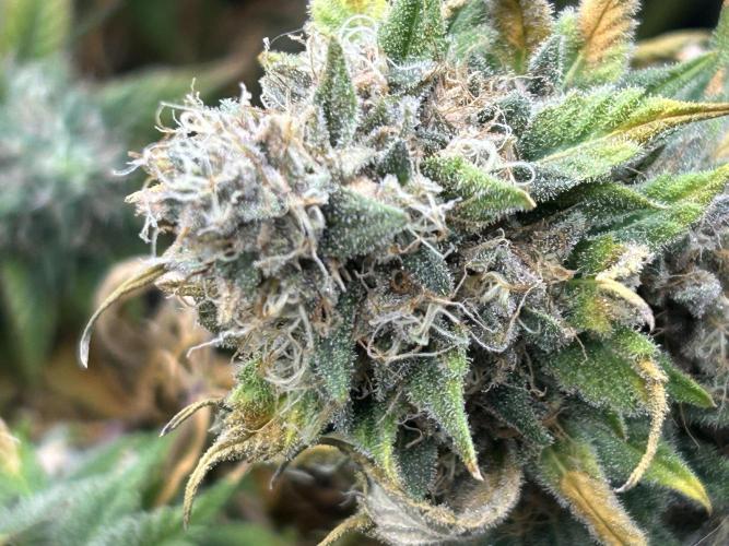 Kannabia - Oreoz USA. Week 21