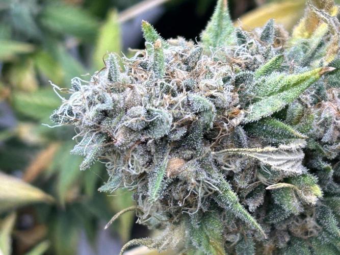 Kannabia - Oreoz USA. Week 21