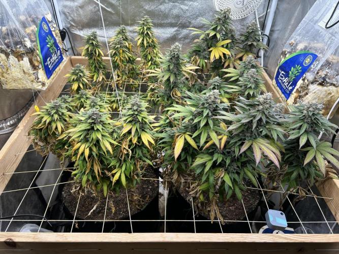 OSS - Blue Zushi. Week 21 - 11/8/25