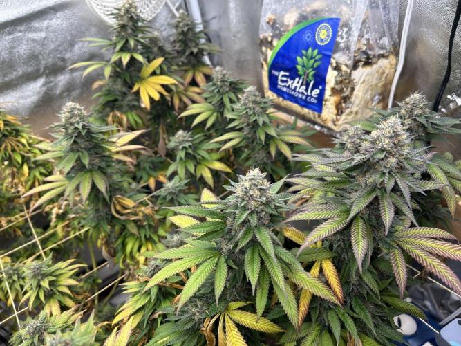 OSS - Blue Zushi. Week 21