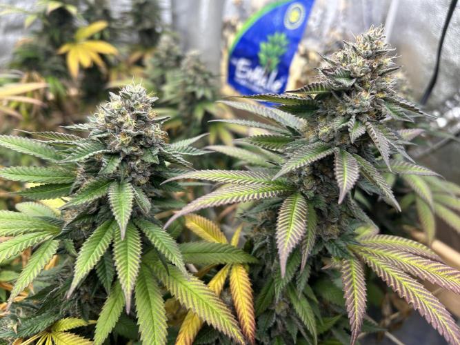 OSS - Blue Zushi. Week 21