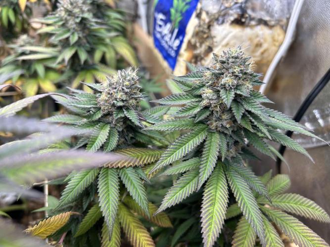 OSS - Blue Zushi. Week 21